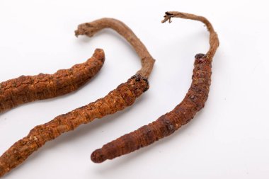 Cordyceps sinesis Yartsa Gunbu Yarsagumba Himalaya altın Nepal izole