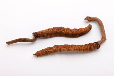 Cordyceps sinesis Yartsa Gunbu Yarsagumba Himalaya altın Nepal izole