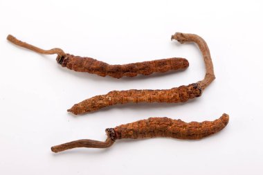 Cordyceps sinesis Yartsa Gunbu Yarsagumba Himalaya altın Nepal izole