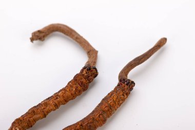 Cordyceps sinesis Yartsa Gunbu Yarsagumba Himalaya altın Nepal izole