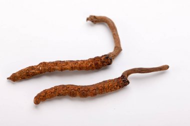 Cordyceps sinesis Yartsa Gunbu Yarsagumba Himalaya altın Nepal izole