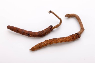 Cordyceps sinesis Yartsa Gunbu Yarsagumba Himalaya altın Nepal izole