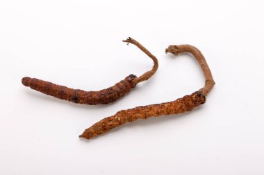 Cordyceps sinesis Yartsa Gunbu Yarsagumba Himalaya altın Nepal izole