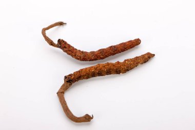 Cordyceps sinesis Yartsa Gunbu Yarsagumba Himalaya altın Nepal izole