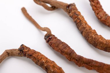 Cordyceps sinesis Yartsa Gunbu Yarsagumba Himalaya altın Nepal izole