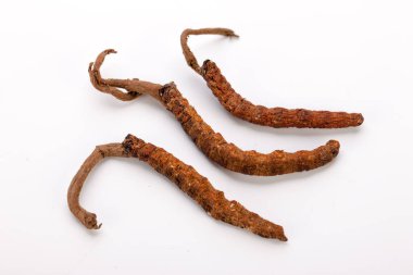 Cordyceps sinesis Yartsa Gunbu Yarsagumba Himalaya altın Nepal izole