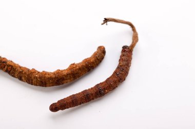 Cordyceps sinesis Yartsa Gunbu Yarsagumba Himalaya altın Nepal izole