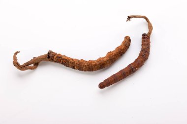 Cordyceps sinesis Yartsa Gunbu Yarsagumba Himalaya altın Nepal izole