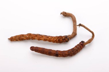 Cordyceps sinesis Yartsa Gunbu Yarsagumba Himalaya altın Nepal izole