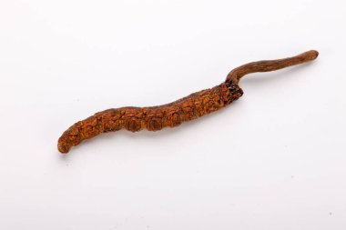 Cordyceps sinesis Yartsa Gunbu Yarsagumba Himalaya altın Nepal izole