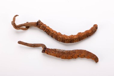 Cordyceps sinesis Yartsa Gunbu Yarsagumba Himalaya altın Nepal izole
