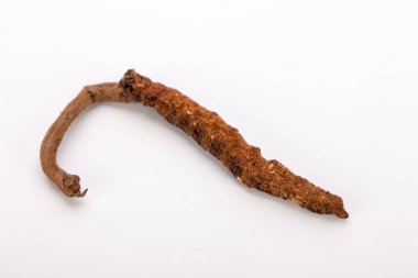 Cordyceps sinesis Yartsa Gunbu Yarsagumba Himalaya altın Nepal izole