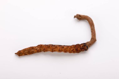 Cordyceps sinesis Yartsa Gunbu Yarsagumba Himalaya altın Nepal izole
