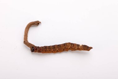 Cordyceps sinesis Yartsa Gunbu Yarsagumba Himalaya altın Nepal izole