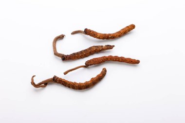 Cordyceps sinesis Yartsa Gunbu Yarsagumba Himalaya altın Nepal izole