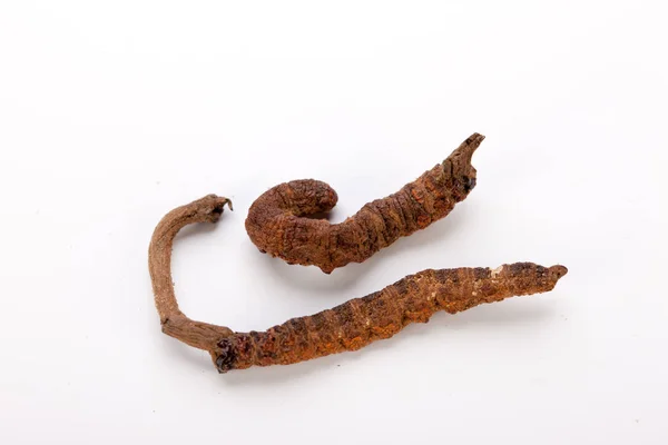 Cordyceps sinesis Yartsa Gunbu Yarsagumba oro himalaya Nepal aislado —  Fotos de Stock