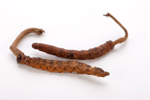 Cordyceps sinesis Ярца Гунбу Ярсагумба гималайского золота Непал изолирован
