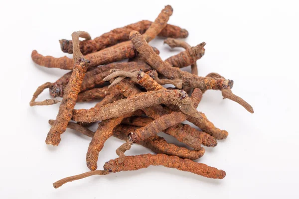 Cordyceps sinesis Yartsa Gunbu Yarsagumba Himalaya altın Nepal izole