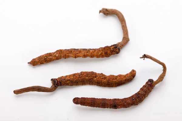 Cordyceps sinesis Yartsa Gunbu Yarsagumba oro himalaya Nepal aislado — Foto de Stock