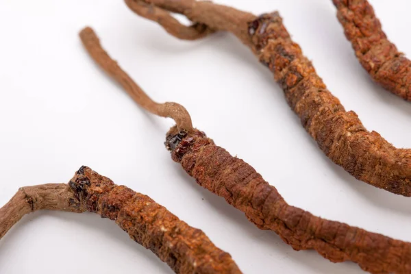 Cordyceps sinesis Yartsa Gunbu Yarsagumba Himalaya altın Nepal izole