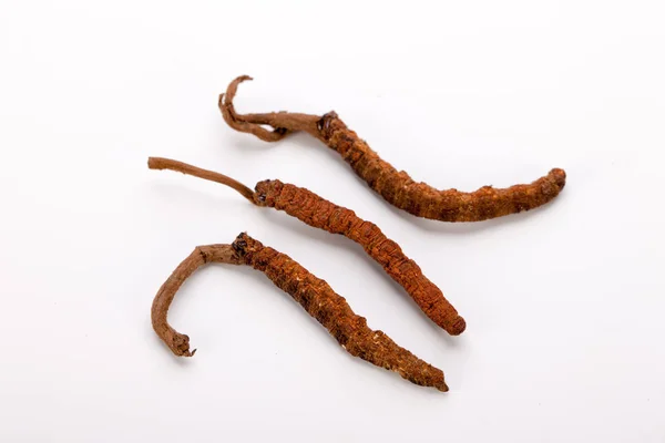 Cordyceps sinesis Yartsa Gunbu Yarsagumba oro himalaya Nepal aislado —  Fotos de Stock