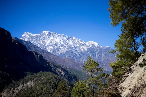 尼泊尔布尔纳地区喜马拉雅山的山峰和树木 — 图库照片