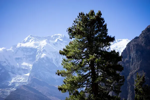 Árboles y pico nevado en el fondo en las montañas del Himalaya, Nepal —  Fotos de Stock