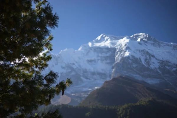 Trees and snowcapped peak at background in the Himalaya mountains, Nepal — Stock Photo, Image