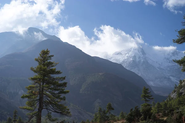 Árboles y pico nevado en el fondo en las montañas del Himalaya, Nepal —  Fotos de Stock