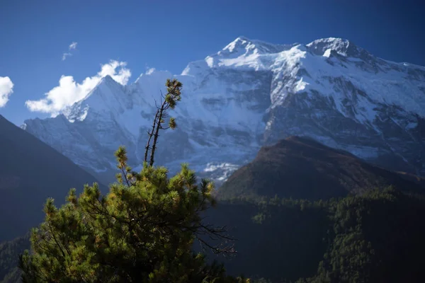 Árboles y pico nevado en el fondo en las montañas del Himalaya, Nepal —  Fotos de Stock