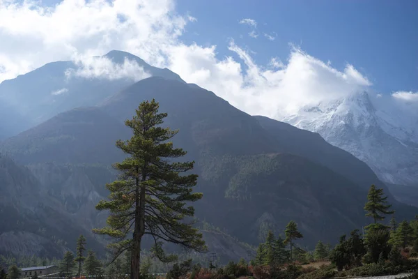 Árboles y pico nevado en el fondo en las montañas del Himalaya, Nepal —  Fotos de Stock