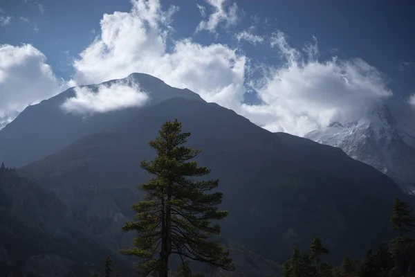 Träd och snötäckta topp i bakgrunden i Himalaya bergen, Nepal — Stockfoto