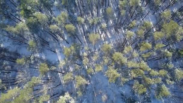 Luchtfoto van de winter bevroren bos bedekt met sneeuw — Stockvideo