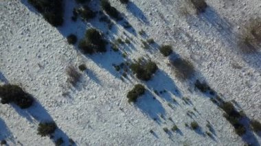 Orman donmuş kış hava görünümünü karla kaplı