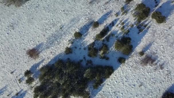Luftaufnahme des gefrorenen Winterwaldes mit Schnee bedeckt — Stockvideo