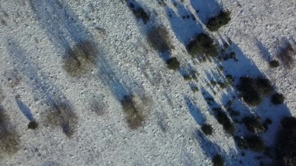 Luchtfoto van de winter bevroren bos bedekt met sneeuw — Stockvideo