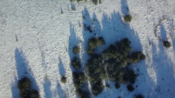 Вид с воздуха на замерзший зимний лес, покрытый снегом — стоковое видео