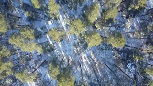 Flygfoto över vintern fryst skog täckt av snö — Stockvideo