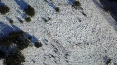 Orman donmuş kış hava görünümünü karla kaplı