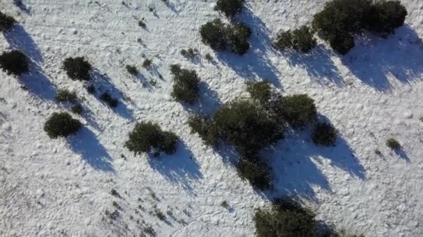 Luchtfoto van de winter bevroren bos bedekt met sneeuw — Stockvideo