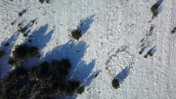 Letecký pohled na zimní zmrazené lesa pod sněhem — Stock video