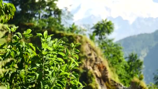 Träd och snötäckta topp i bakgrunden i Himalaya bergen, Nepal — Stockvideo
