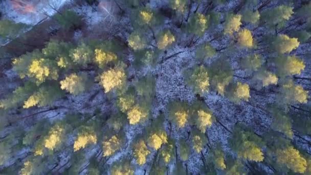 Εναέρια άποψη του χειμώνα παγωμένο δάσος καλυμμένο με χιόνι — Αρχείο Βίντεο