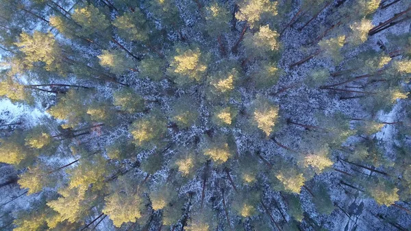 Luftaufnahme des gefrorenen Winterwaldes mit Schnee bedeckt — Stockfoto