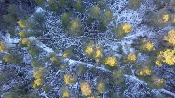 Widok z lotu ptaka zimy zamrożone lasu pokryte śniegiem — Wideo stockowe