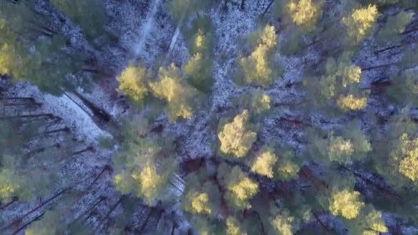 Вид с воздуха на замерзший зимний лес, покрытый снегом — стоковое видео