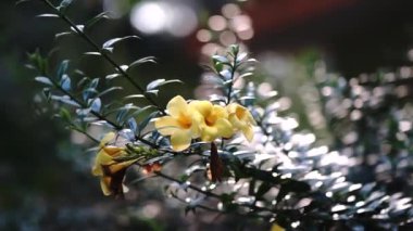 Çiçekler ve ağaçlar Hindistan