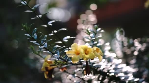 Fleurs et arbres en Inde — Video