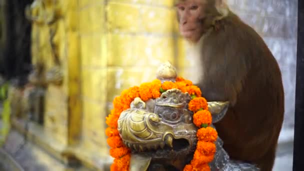 Swayambhunath stupa Buda olho em Kathmandu Nepal Vídeo 4K — Vídeo de Stock