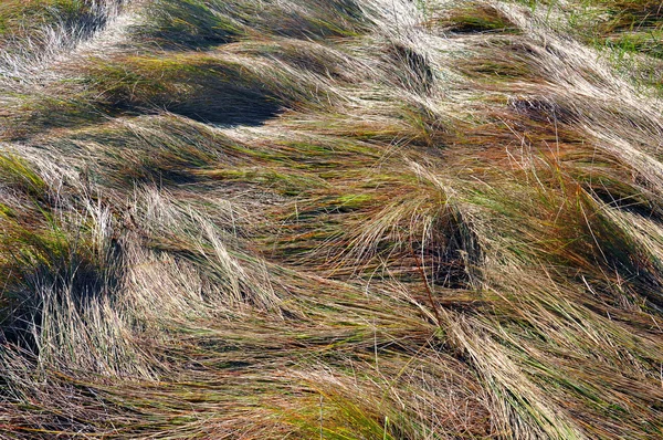 Sfondo astratto con erba — Foto Stock